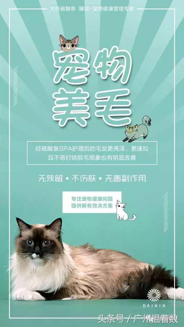 鏟屎官的心靈港灣主子們的SPA天堂！