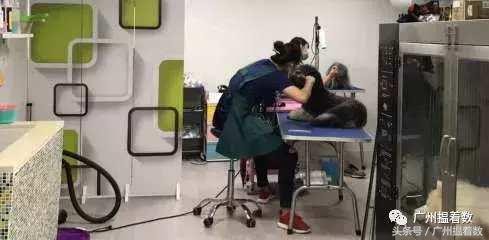 鏟屎官的心靈港灣主子們的SPA天堂！