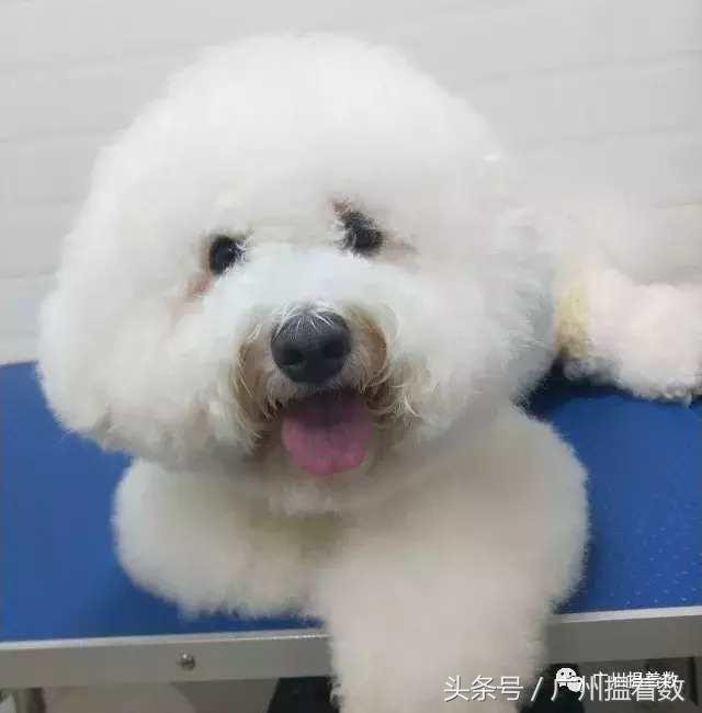 鏟屎官的心靈港灣主子們的SPA天堂！