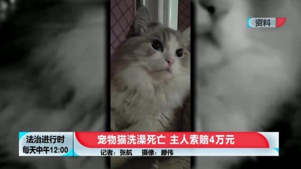 花600元給貓洗澡+SPA然后貓死了