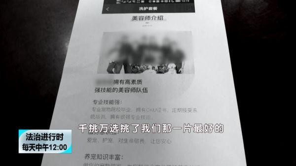 花600元給貓洗澡+SPA然后貓死了