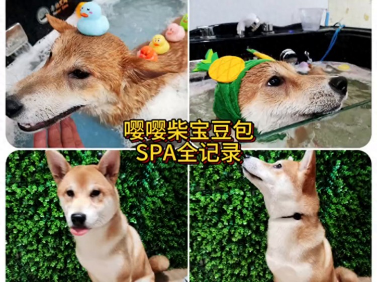 “怪豆包SPA”為眼球全果出鏡。每天都有可愛的寵物記錄