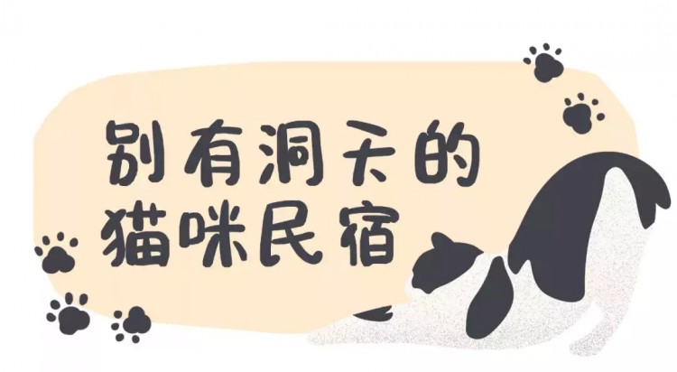 喵生贏家！杭州這家貓民宿24小時直播！5星級貓房！還能做貓SPA