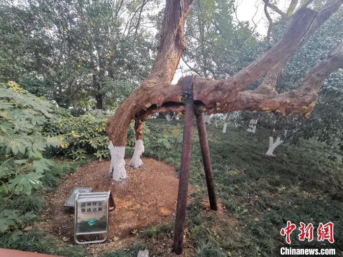 舊貌換新顏浙江杭州西湖景區為19株古樹做spa