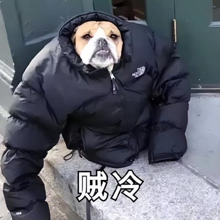 深圳人這幾天的日常：哄自己起床勸自己洗澡