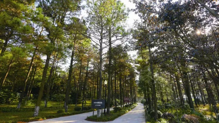 網紅無邊泳池+水療SPA！湖畔城堡遛娃消暑