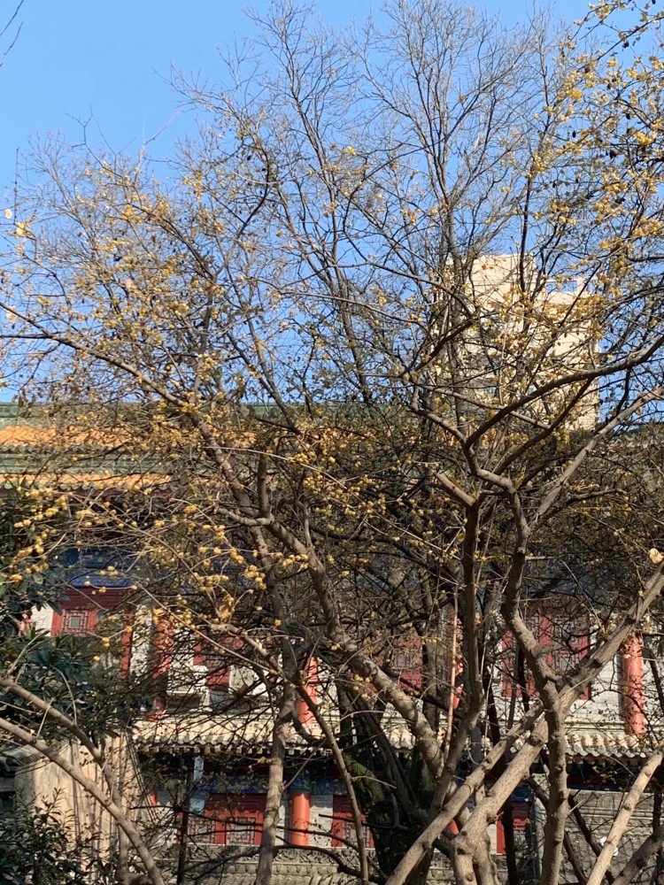 花開南國-西安探親