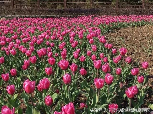 花訊播報泡湯賞花SPA住客房只在南苑花博園！