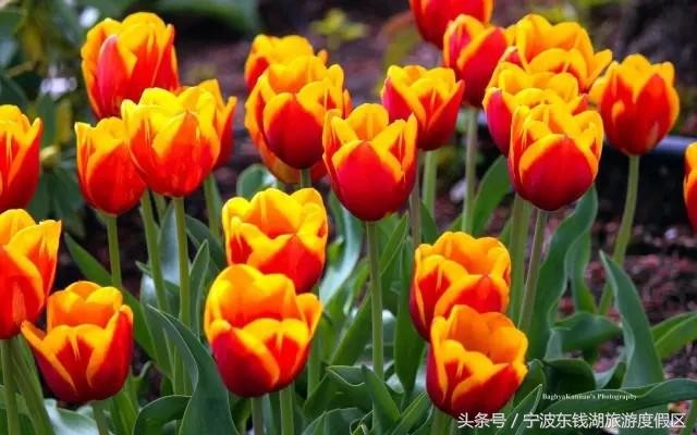 花訊播報泡湯賞花SPA住客房只在南苑花博園！