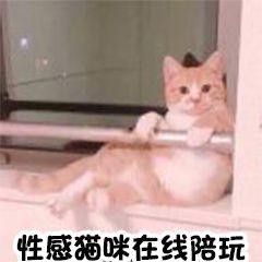 福州最全擼貓攻略一次性安利10家店讓你擼到爽!