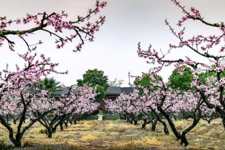 一房一院一私湯！無錫陽山花間堂桃花島?私享溫泉湯池！