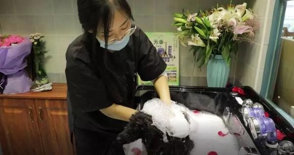 圍觀丨開派對做SPA還有總統套房來看看太原的寵物酒店長啥樣