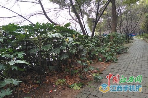 九江：整治濱湖公園不雅亂象疑似按摩女被訓戒勸離