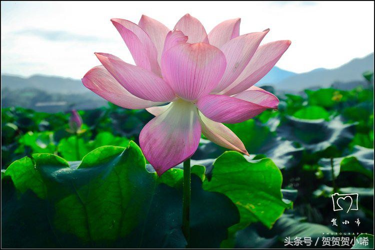 江西居然還藏著這么一個世外桃源7-8月最佳出游地