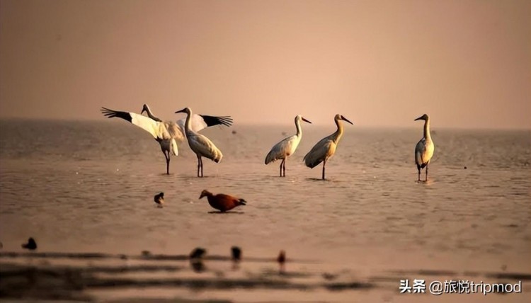 15份手慢無(wú)！白菜價(jià)住花筑奢廬山邊能足療spa桑拿的度假莊園
