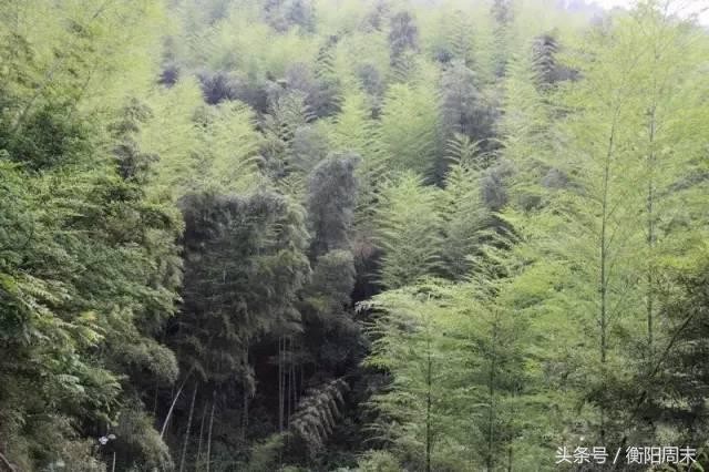 深呼吸！去九峰山湘南大竹海做個肺部SPA！