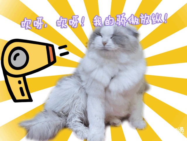 邯鄲這家寵物店竟然有這種福利99%的鏟屎君卻不知道！
