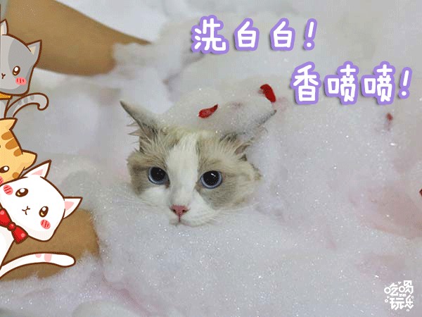 邯鄲這家寵物店竟然有這種福利99%的鏟屎君卻不知道！