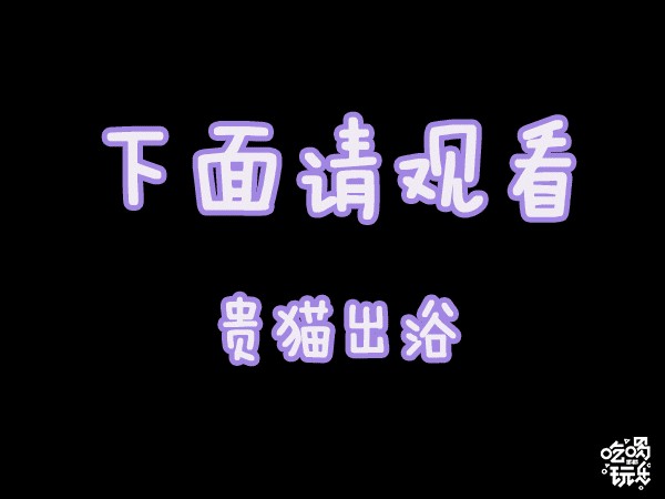 邯鄲這家寵物店竟然有這種福利99%的鏟屎君卻不知道！