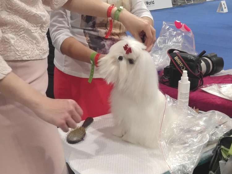 漫威聯名款牽引繩寵物SPA全自動貓廁所…寵博會養寵神器了解一下