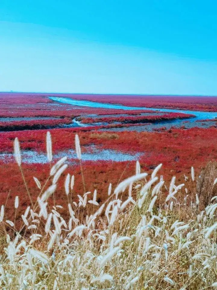 盤錦紅海灘：一個令人陶醉的度假勝地