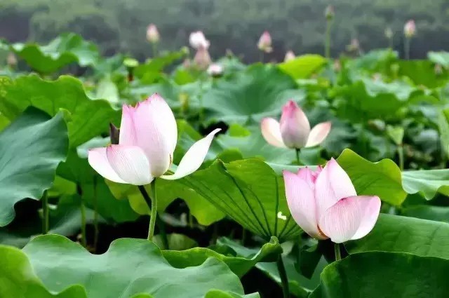 冬夏兩不誤｜原生態的度假生活韶關乳源麗宮國際溫泉酒店