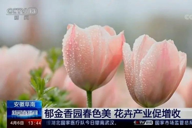 來一波2021春天的鮮花溫泉自駕游吧！坐標阜南縣田集鎮
