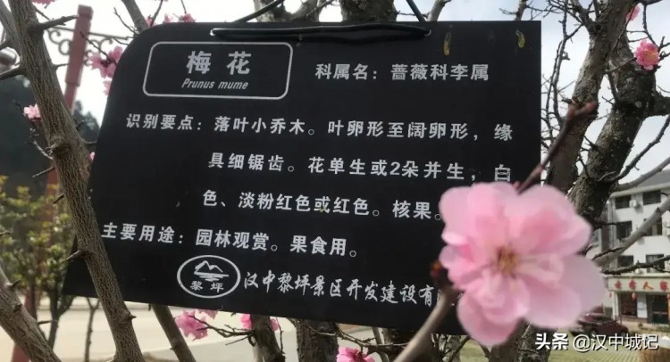 漢中春已到！是時候來黎坪做一場康養spa了！