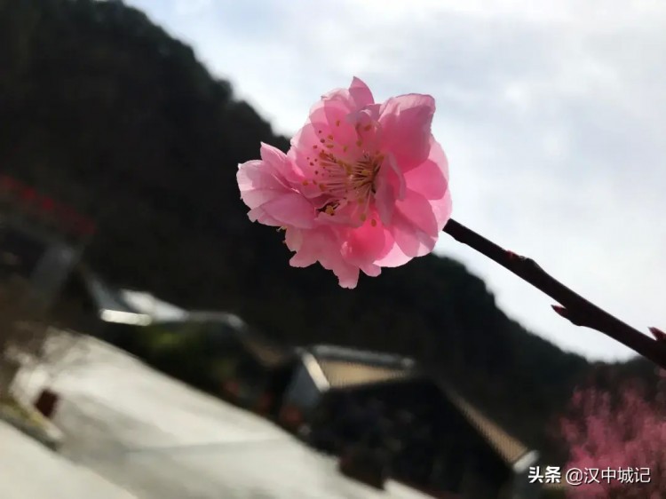 漢中春已到！是時候來黎坪做一場康養spa了！