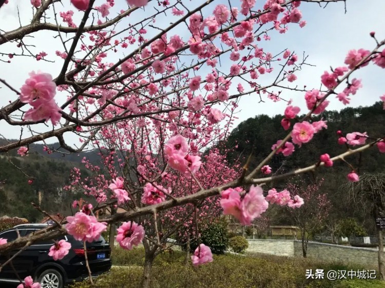 漢中春已到！是時候來黎坪做一場康養spa了！
