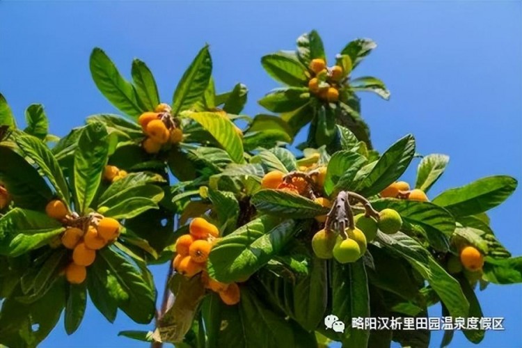 這個福利一定要贏！泡溫泉 免費吃枇杷 “漁王”大禮…想想都心動~