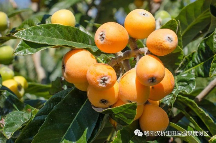 這波福利必須拿下！泡溫泉+免費吃枇杷+漁王大禮……想想都心動~