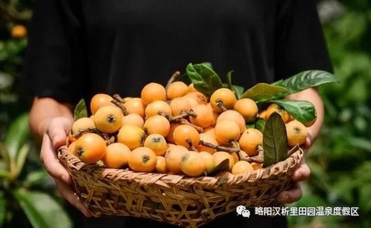 這波福利必須拿下！泡溫泉+免費吃枇杷+漁王大禮……想想都心動~