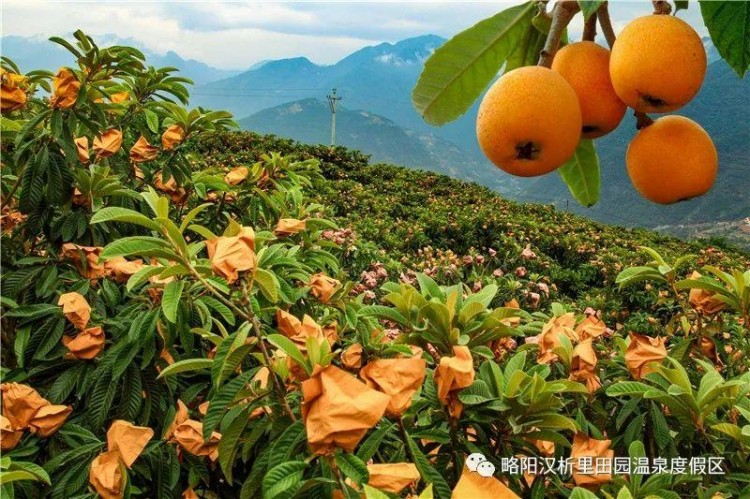 這波福利必須拿下！泡溫泉+免費吃枇杷+漁王大禮……想想都心動~