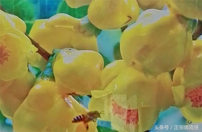 最美江山防城港上山下海又出國