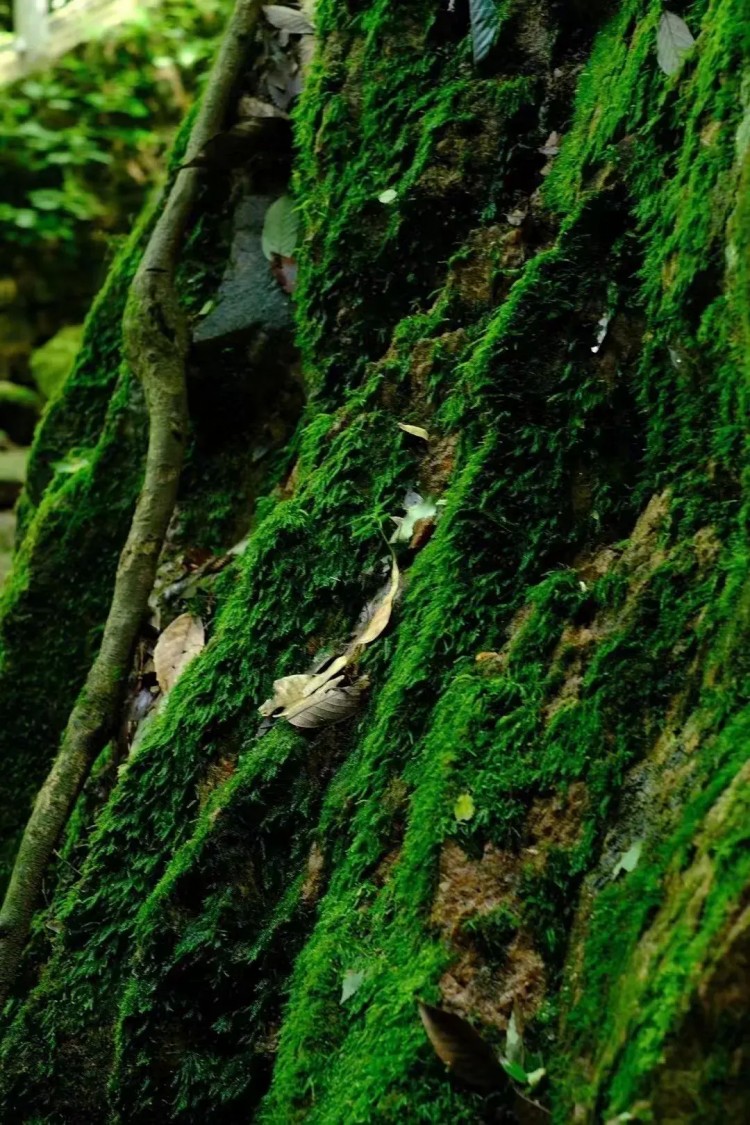 熱熱熱！隨州這些消夏避暑好去處記得收藏挑個周末就出發！