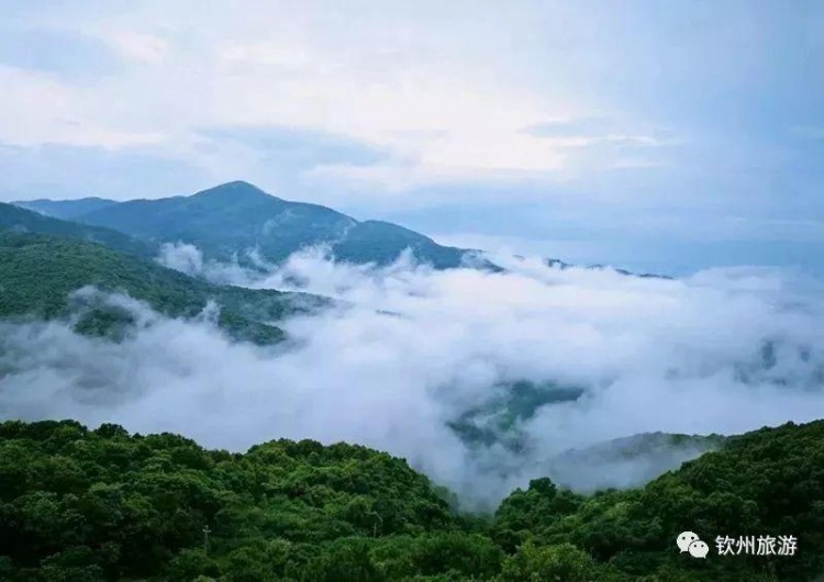 推薦|聽說欽州有一處森林養生基地可以讓你躲過炎炎夏日