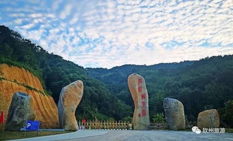 推薦|聽說欽州有一處森林養生基地可以讓你躲過炎炎夏日