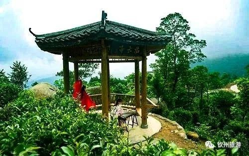推薦|聽說欽州有一處森林養生基地可以讓你躲過炎炎夏日