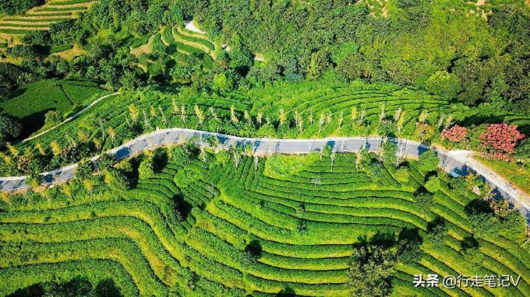 邂逅廣東云浮高山茶田藏一頂級酒店山峰疊翠云霧繚繞溫泉