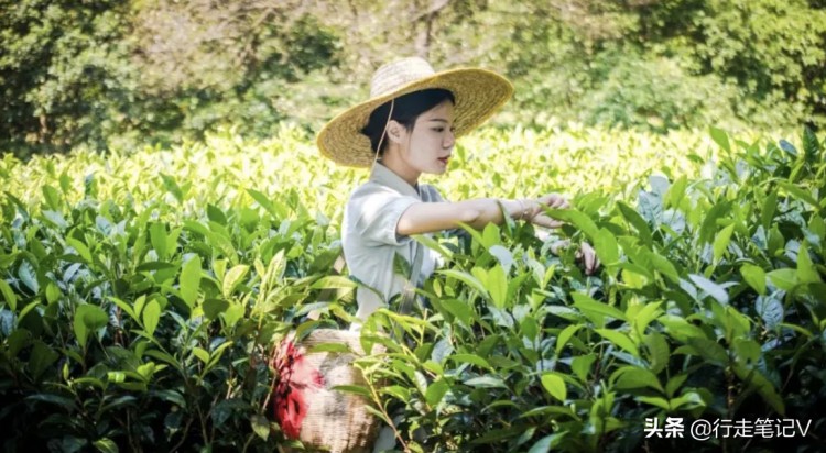 邂逅廣東云浮高山茶田藏一頂級酒店山峰疊翠云霧繚繞溫泉