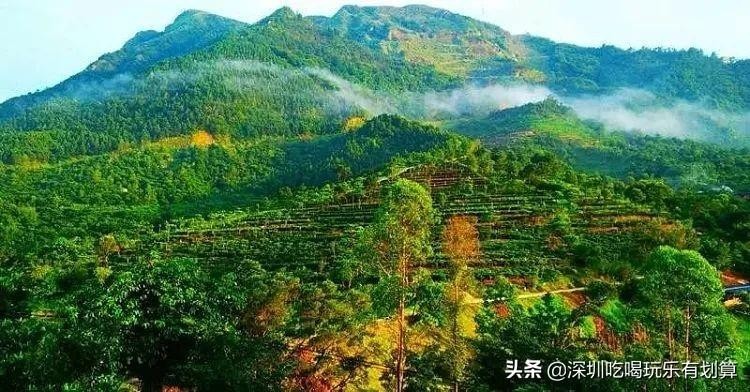 云浮象窩山山頂有個溫泉酒店漫山茶園湖泊美景去過的還想去