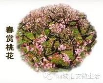 2016年，雅安市雨城區每年可以這樣玩12個月！
