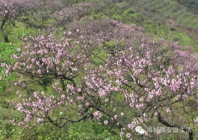 2016年雅安市雨城區一年12個月可以這樣玩兒！