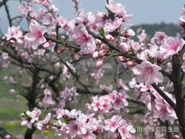 2016年雅安市雨城區一年12個月可以這樣玩兒！