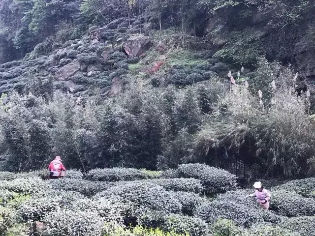 別再說清明找不到地方游玩了我看雅安這里就很不錯！