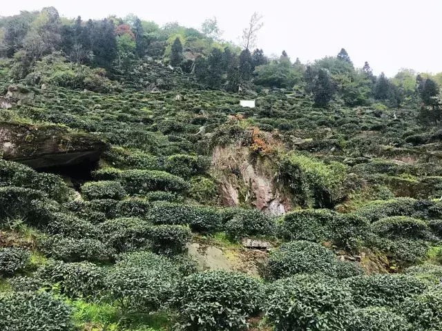 別再說清明找不到地方游玩了我看雅安這里就很不錯！