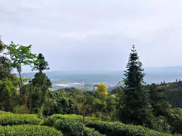 別再說清明找不到地方游玩了我看雅安這里就很不錯！