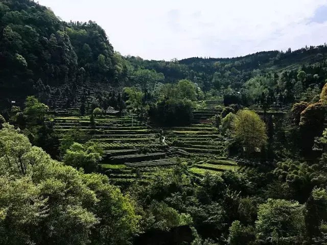 別再說清明找不到地方游玩了我看雅安這里就很不錯！
