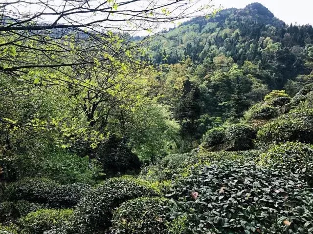 別再說清明找不到地方游玩了我看雅安這里就很不錯！